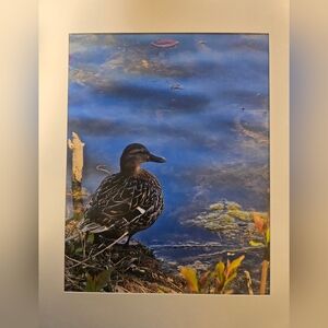 Duck Photograph Print 12x18